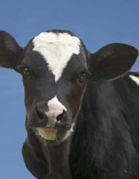 dairy calf