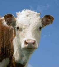 Cow