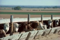 feedlot