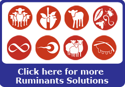 ruminants banner